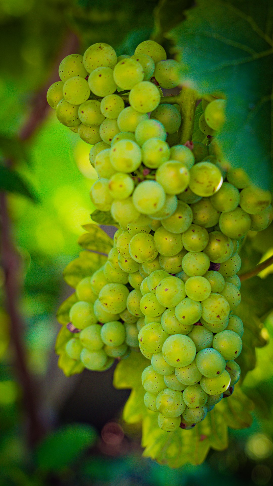 Le paradis du vin au cœur du Velay